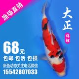 纯种日本 大正 活体锦鲤鱼苗 观赏鱼 锦鲤鱼 冷水鱼 满68元包邮