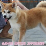 日本秋田犬 宠物狗赛级柴犬幼犬出售小秋田犬幼犬纯种包邮上门