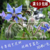 香草植物种子 琉璃苣种子蓝色 芳香花卉阳台庭院 琉璃花