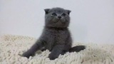 【纯种实拍】高品质英短蓝猫 乖宝深蓝英国短毛猫 家养包子脸蓝猫