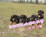 杭州锤系德牧幼犬出售纯种德国牧羊犬宠物狗大型警犬黑背狼狗52