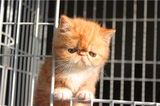 加菲猫宠物猫活体/纯种短毛幼猫幼崽/红白妹妹MM母猫