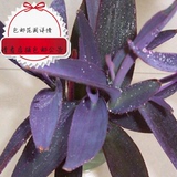 出售可水培的紫罗兰吊兰 紫叶吊兰 也可盆栽 阳台吊兰好活的吊兰