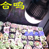 合鸣led植物生长灯全光谱多肉兰花育苗大棚蔬菜植物补光灯包邮