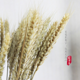 zakka天然麦穗自然风干干花优质小麦植物天然干草拍摄道具50支