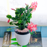 蟹爪兰虎皮兰桌面花卉盆栽含盆去甲醛办公室内吸水培绿植物