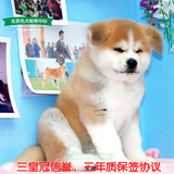 赛级双血统日本秋田犬纯种幼犬出售 适合家养宠物狗 忠诚稳重狗狗