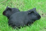 黑豚短顺毛荷兰猪 宠物活体 天竺鼠短顺豚纯鼠黑色两只包活免运费
