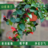 包邮口红吊兰有氧植物多种吊兰室内办公室盆栽吸甲醛花草绿植