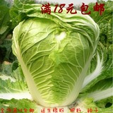 白菜抗病三号阳台庭院种菜种四季播易种蔬菜籽 种子大其他蔬菜种