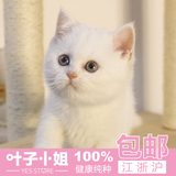 韩城犬业宠物猫咪纯种英国短毛猫纯白英短立耳折耳活体幼猫幼崽1