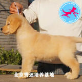 纯种金毛幼犬出售，金毛宠物狗可视频，北京及周边地区可上门挑选