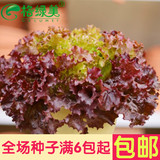 紫叶生菜罗莎沙拉菜 蔬菜种 阳台种菜盆栽高出芽率一种蔬菜种子