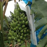 广西特产新鲜水果皇帝蕉小米蕉帝王蕉芭蕉粉蕉西贡蕉大芭蕉香蕉