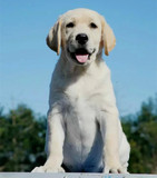 宠物狗拉布拉多犬纯种活体幼犬拉不拉多猎犬中型短毛带证书协议cq