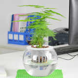 文竹盆栽 植物花卉净化空气除甲醛植物办公室内桌面绿植云片松