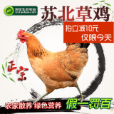 【忆雨农庄】正宗苏北农家散养老母鸡土鸡 现杀真空包装 顺风包邮