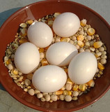 鸽子蛋 鸽蛋 鸟蛋 信鸽蛋  营养保健养生滋补
