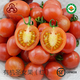 翠京元有机蔬菜 有机红圣女果 小西红柿 樱桃番茄 水果番茄400克