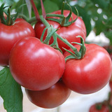 番茄/西红柿500g 自产有机肥种植,新鲜蔬菜菜市场 沃鲜汇生鲜超市