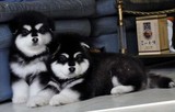 温州出售阿拉斯加雪橇犬/大骨架十字架巨型阿拉斯加幼犬宠物狗狗1