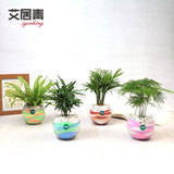 艾居青DIY文竹玻璃流沙盆栽办公室桌面绿植罗汉松袖珍椰子植物