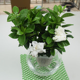 水培栀子花盆栽开花植物绿植花卉办公室内桌面水养室内去甲醛