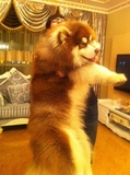 长沙宠物狗幼犬纯种健康 巨型阿拉斯加雪橇犬阿拉斯加幼犬 出售1