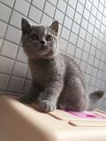 可爱纯种英国短毛包子脸地毯毛红眼蓝猫种公宠物猫猫咪健康保证