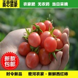 密云农家 圣女果 新鲜 小西红柿 千禧小番茄 水果 纯生态珍珠柿子