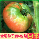 草莓柿番茄 阳台盆栽番茄种子 西红柿蔬菜水果种子 绿色植物简装
