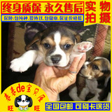 上海犬舍出售赛级纯种比格犬狗狗 米格鲁幼犬 猎兔犬巴吉度宠物狗