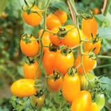 黄美人樱桃番茄种子 阳台四季播种 秋冬季蔬菜种子 20粒