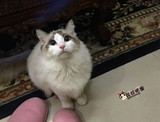 【妹妹猫屋★球球mm】CFA海豹双色布偶猫mm，甜美布偶猫。