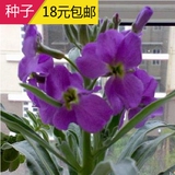 紫罗兰花种子 芳香花卉紫白粉秋播花种子花籽室内阳台盆栽30粒