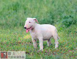北京牛头梗幼犬出售 纯白公犬 海盗眼 保健康纯种 海盗眼 猛犬