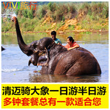 泰国旅游清迈骑大象一1日游喂大象大象表演洗澡包接送半日游