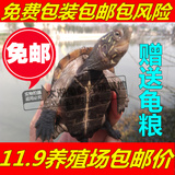 包邮4-11CM中华草龟长寿龟金线龟活体外塘墨龟乌龟宠物三线草龟