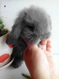 兔子活体纯种垂耳兔活物迷你宠物活体兔  宠物兔宝宝包活