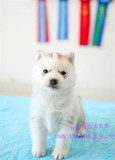 纯种赛级双血统 哈士奇幼犬出售，西伯利亚雪橇犬宠物狗狗高品质