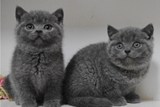 家养出售－纯种家养英短蓝猫 英国短毛猫 蓝猫 公母都有*叁