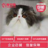 有它网 宠物活体小猫咪 出售异国波斯猫咪幼猫活体 纯种包健康1