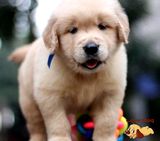 双血统 赛级品质 纯种金毛幼犬出售  血统纯正 保证健康