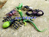 儿童早教益智玩具3d仿真昆虫玩具模型甲虫动物塑胶模型昆虫教具