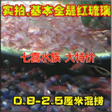 樱花虾 活体,樱花虾观赏虾红琉璃虾混捞 每人限购30只 满128包邮