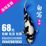 纯种日本 白写 活体锦鲤鱼苗 观赏鱼 冷水鱼 锦鲤鱼 满68元包邮