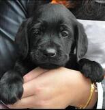 拉布拉多巡回猎犬纯种黑黄白棕色幼犬宠物狗狗公母出售自家繁育
