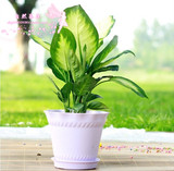 室内花卉盆栽银皇后万年青观叶植物净化空气吸收甲醛防辐射绿植