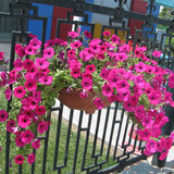 18元包邮 矮牵牛 花种子 混色 阳台庭院花卉盆栽 垂吊观花种子