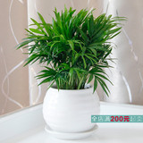 爱优尚袖珍椰子盆栽除甲醛防辐射植物客厅办公桌室内绿植花卉盆景